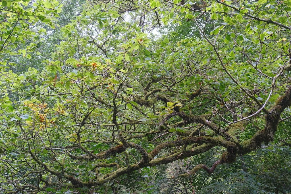 DSCF4233.JPG