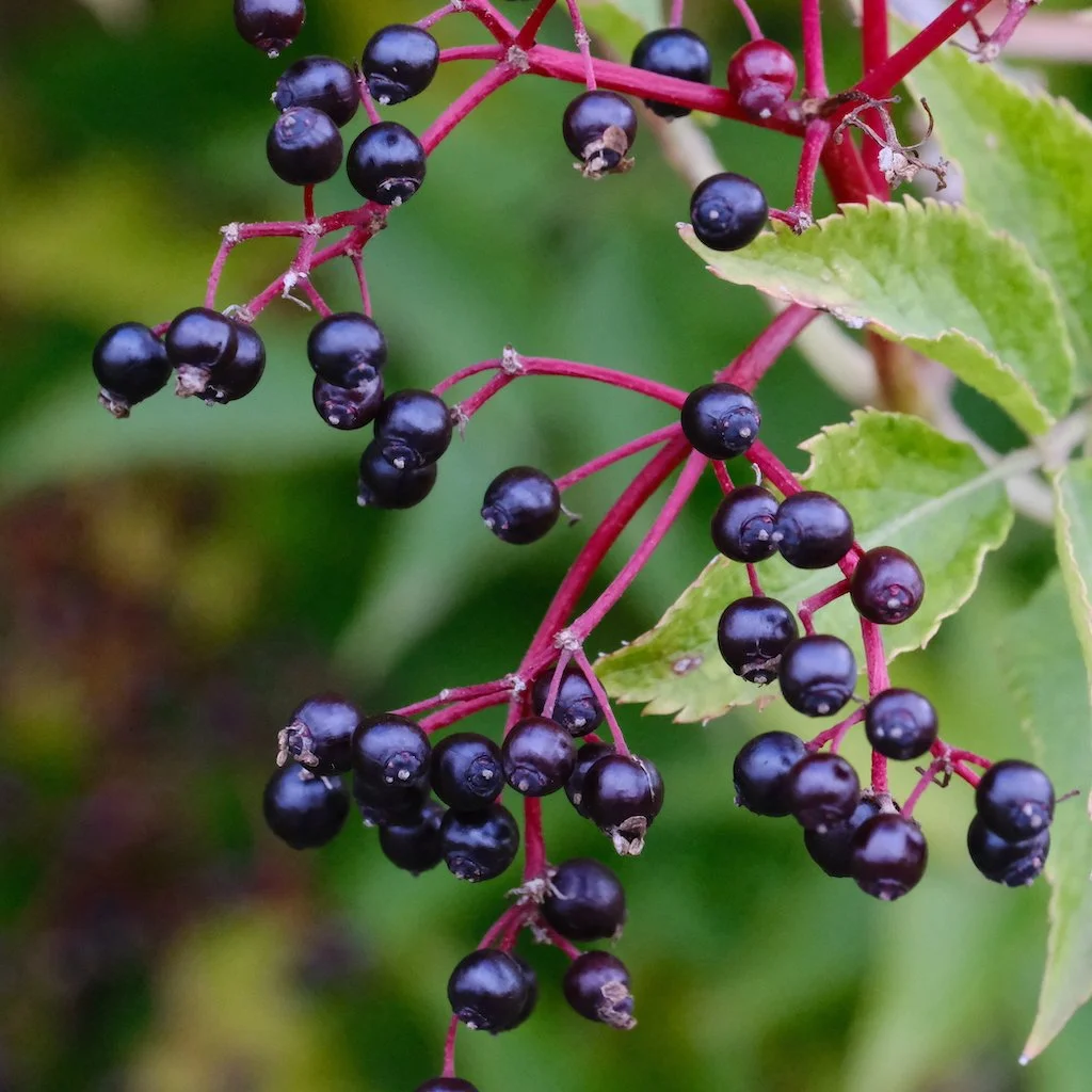 DSCF0543.JPG