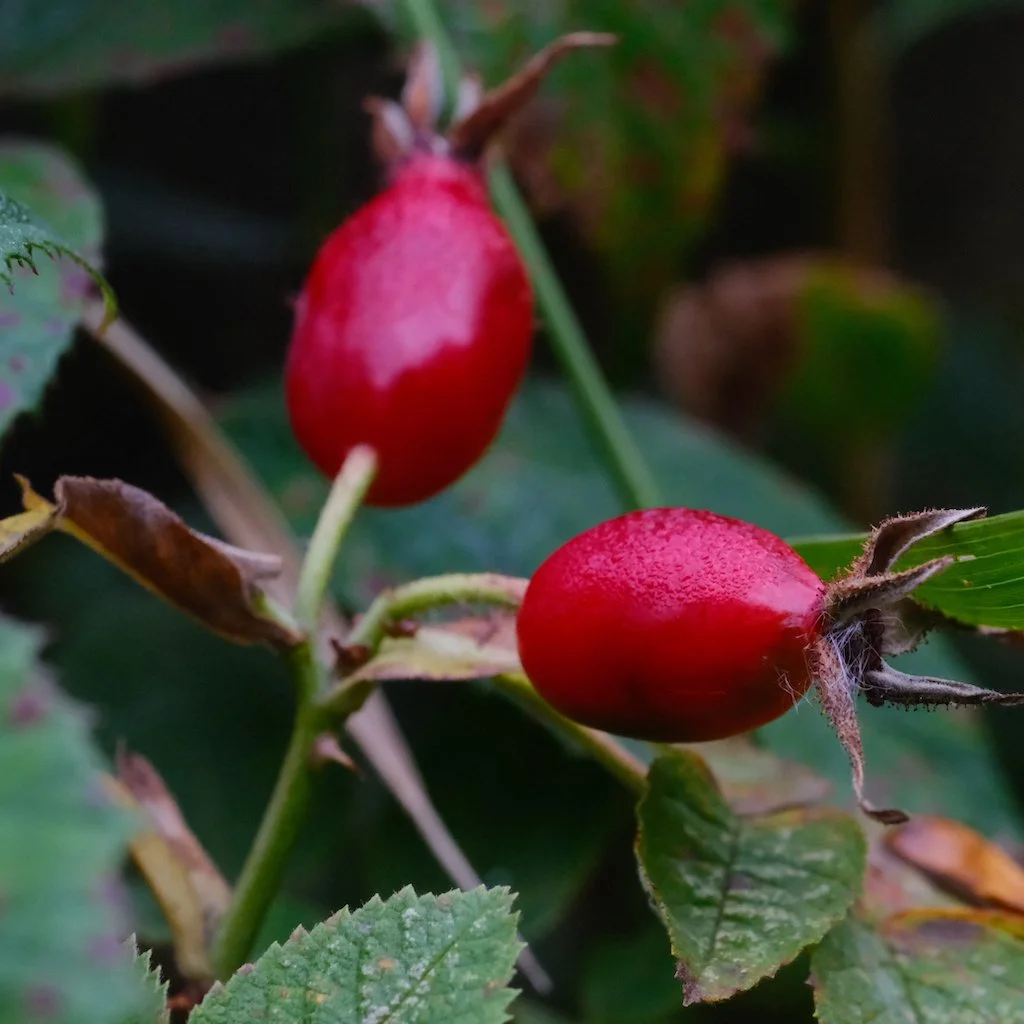 DSCF0549.JPG