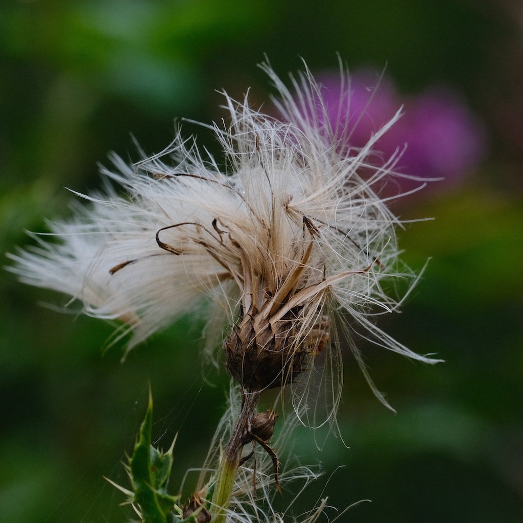 DSCF0548.JPG