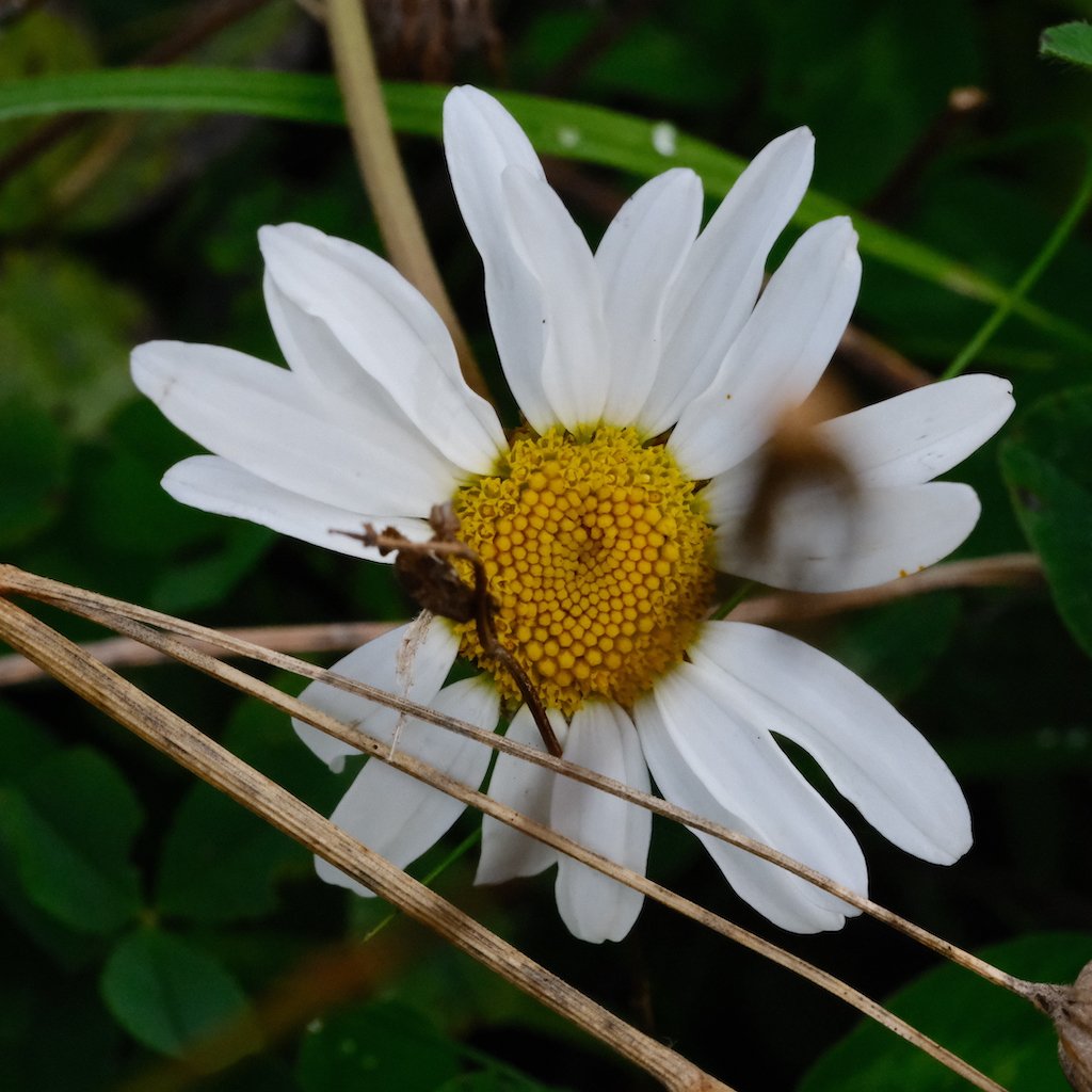 DSCF0645.JPG