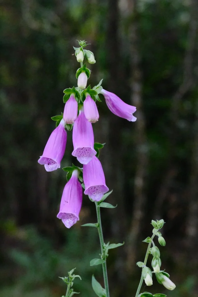 DSCF0721.JPG