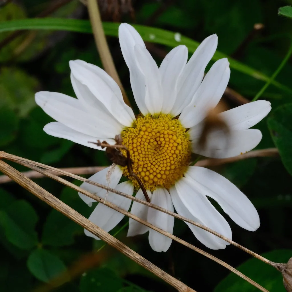 DSCF0645.JPG