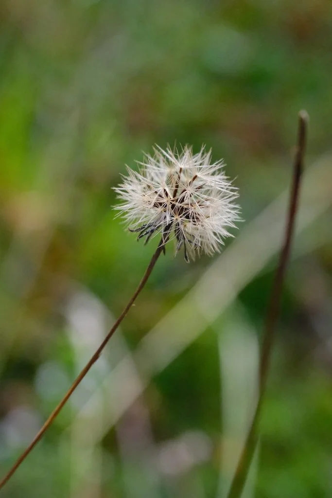 DSCF0677.JPG