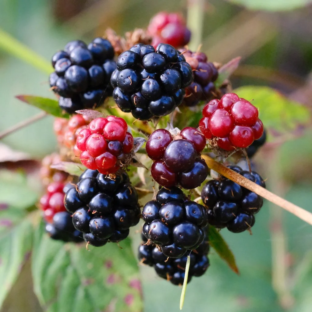 DSCF0680.JPG