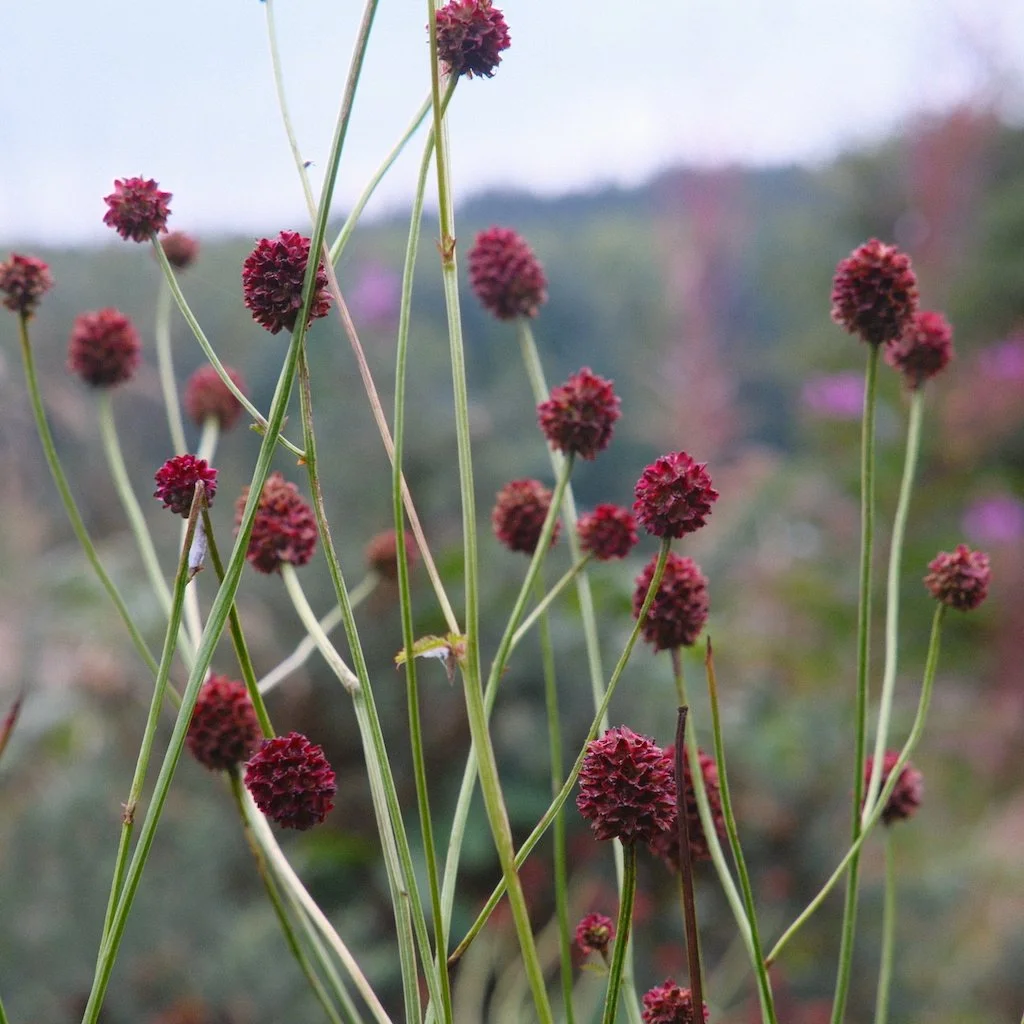 DSCF4259.JPG