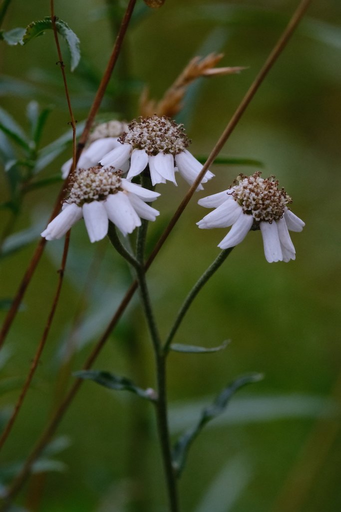 DSCF0460.JPG