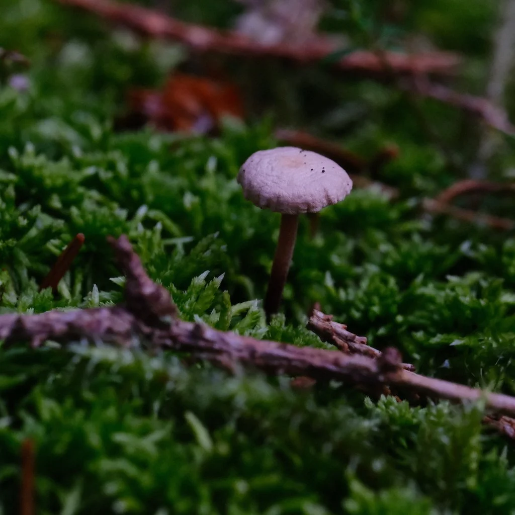 DSCF0480.JPG