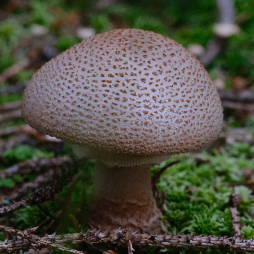 DSCF0478.JPG