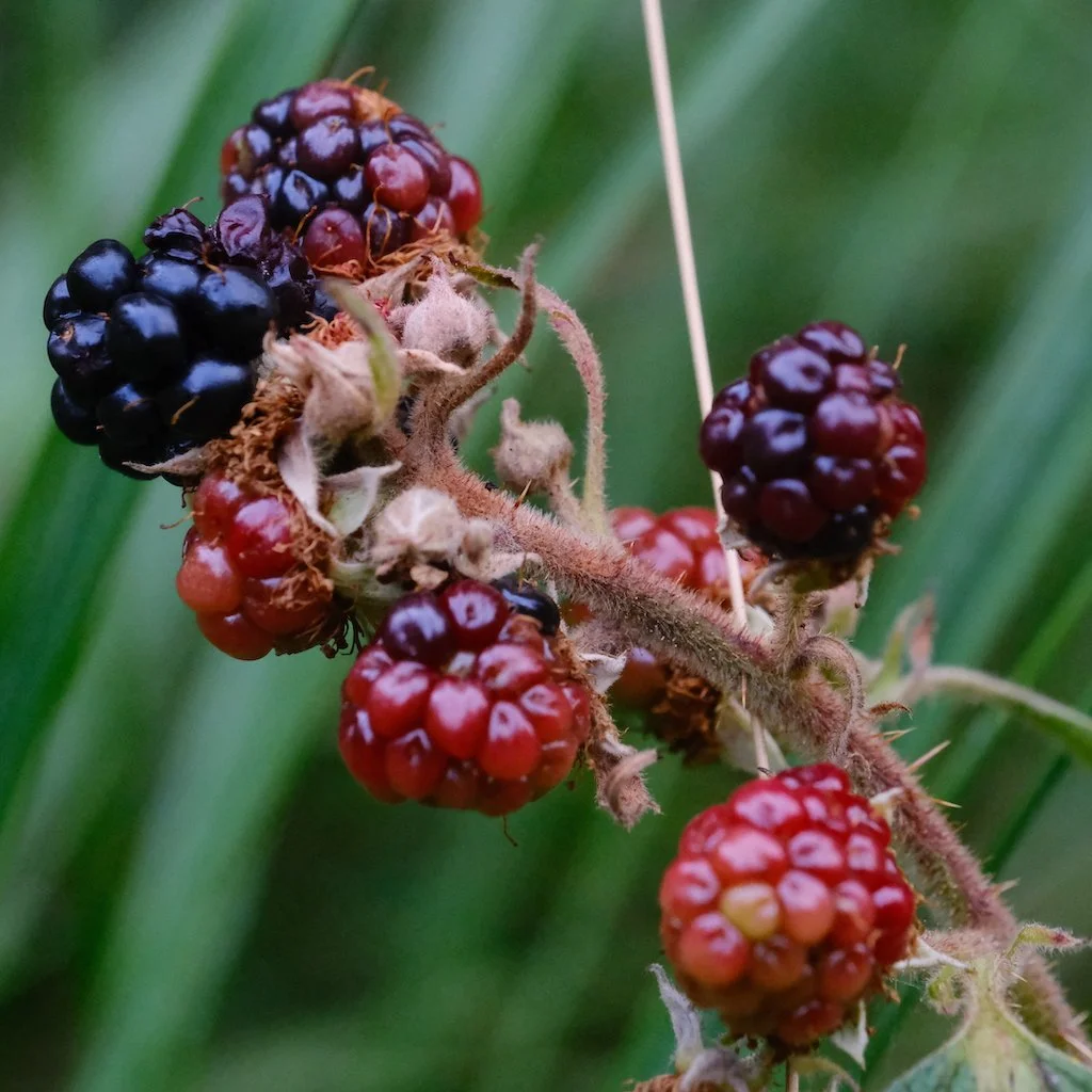 DSCF0529.JPG