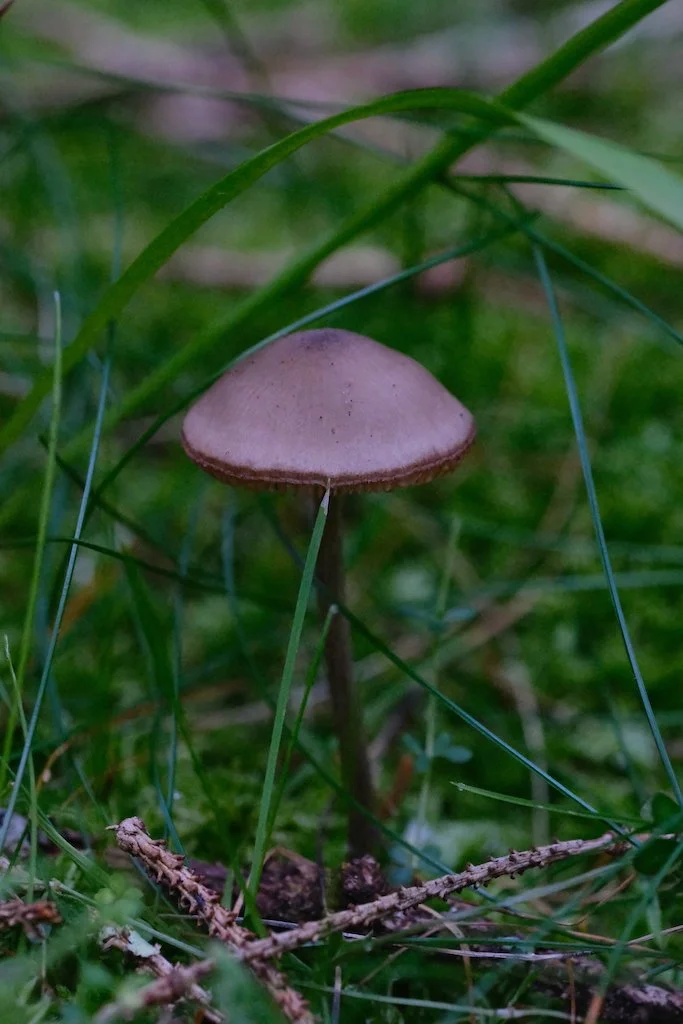 DSCF0485.JPG
