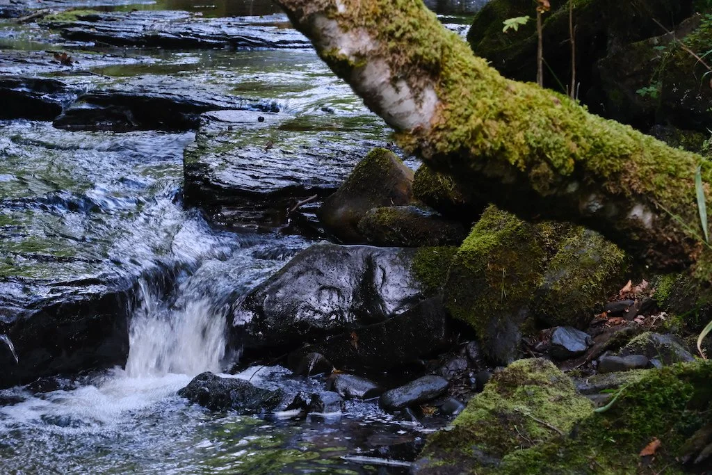 DSCF0582.JPG