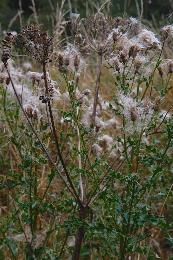 DSCF4243.JPG