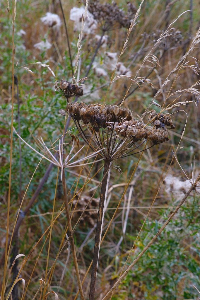 DSCF4244.JPG