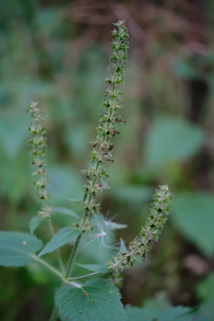DSCF0551.JPG