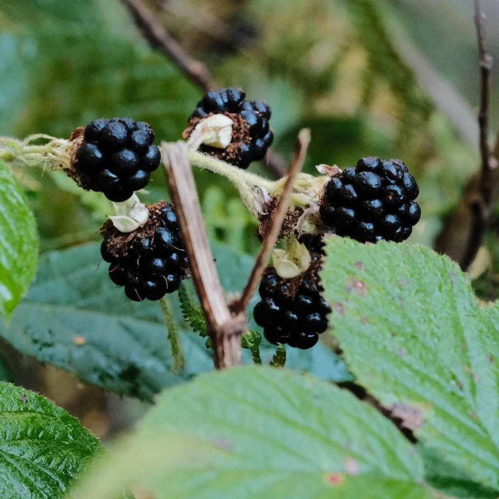DSCF1341.JPG