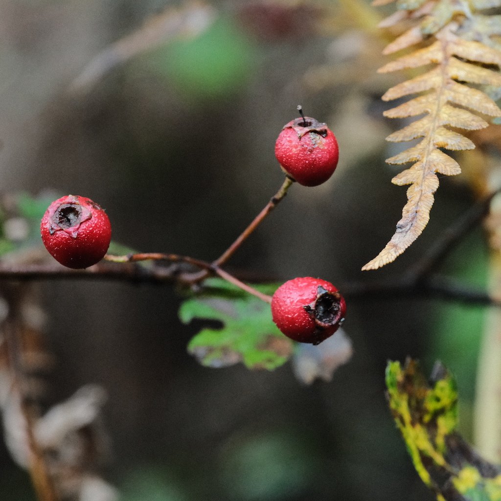 DSCF1353.JPG
