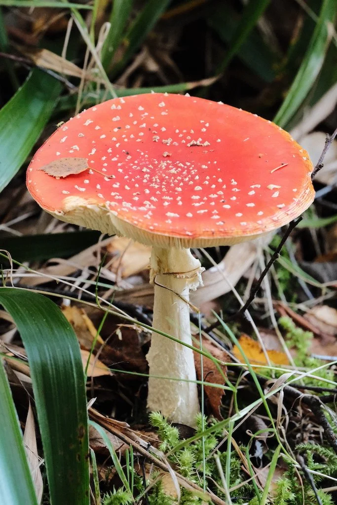 DSCF1328.JPG