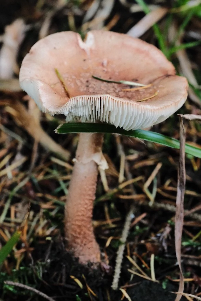 DSCF1329.JPG