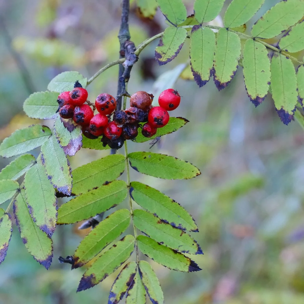 DSCF0940.JPG