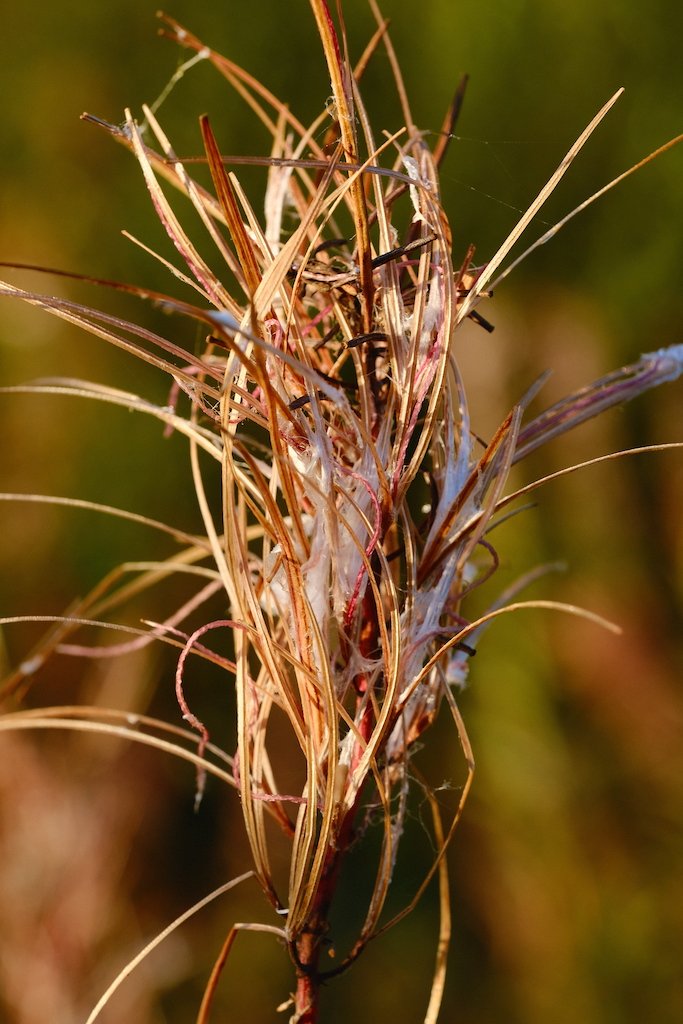 DSCF0942.JPG