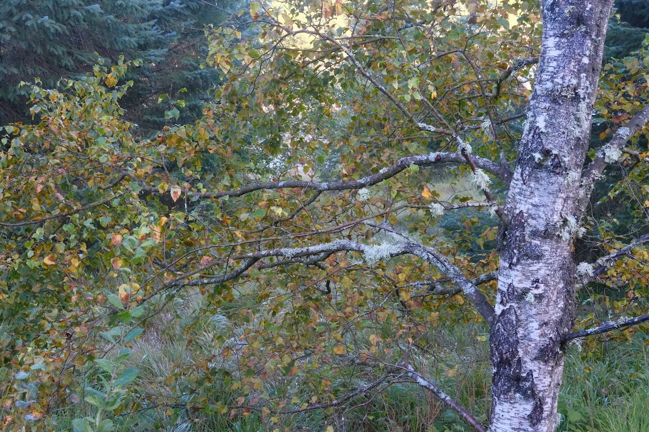 DSCF4290.JPG