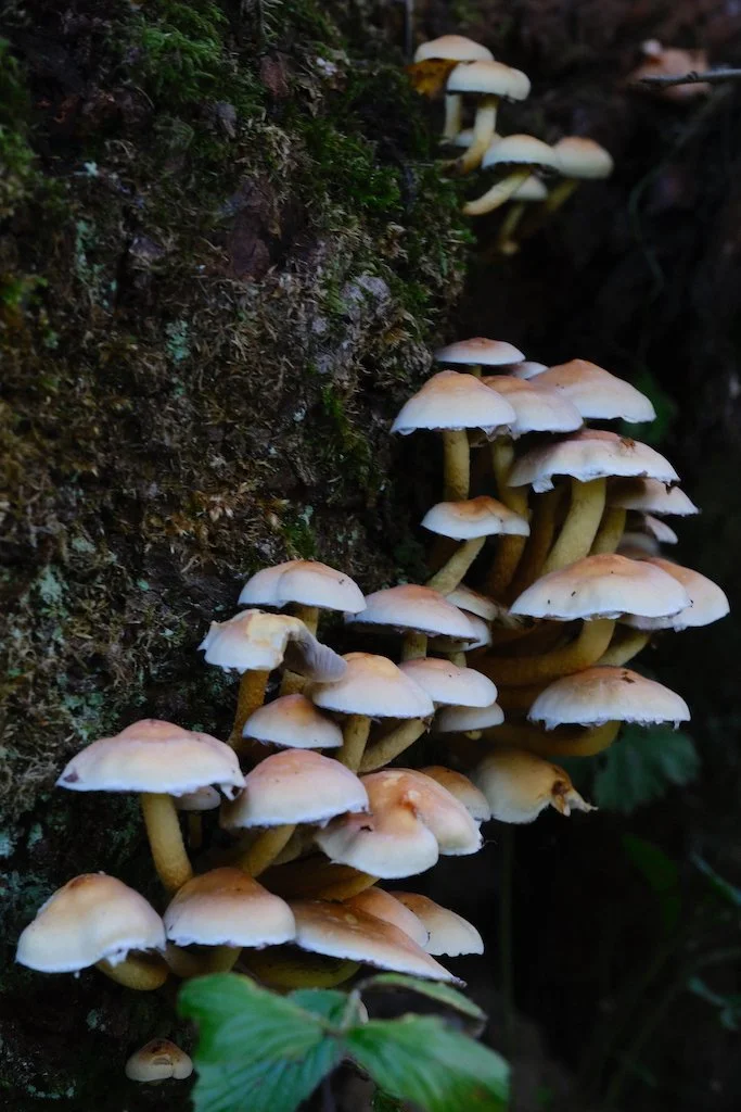 DSCF0870.JPG