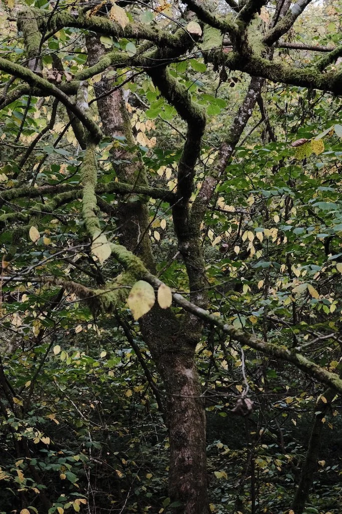 DSCF1386.JPG