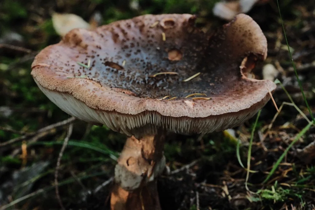 DSCF1332.JPG