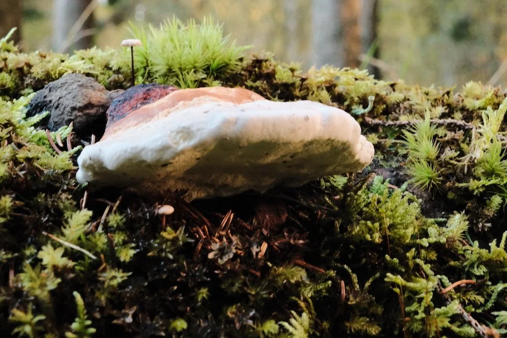 DSCF1435.JPG
