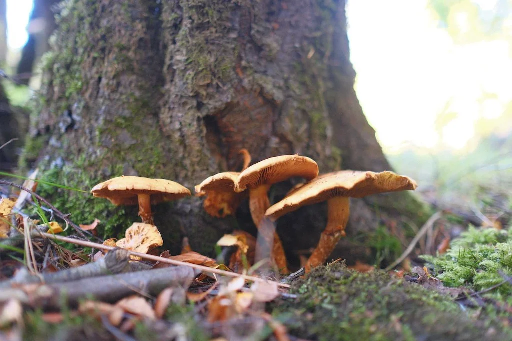 DSCF4325.JPG