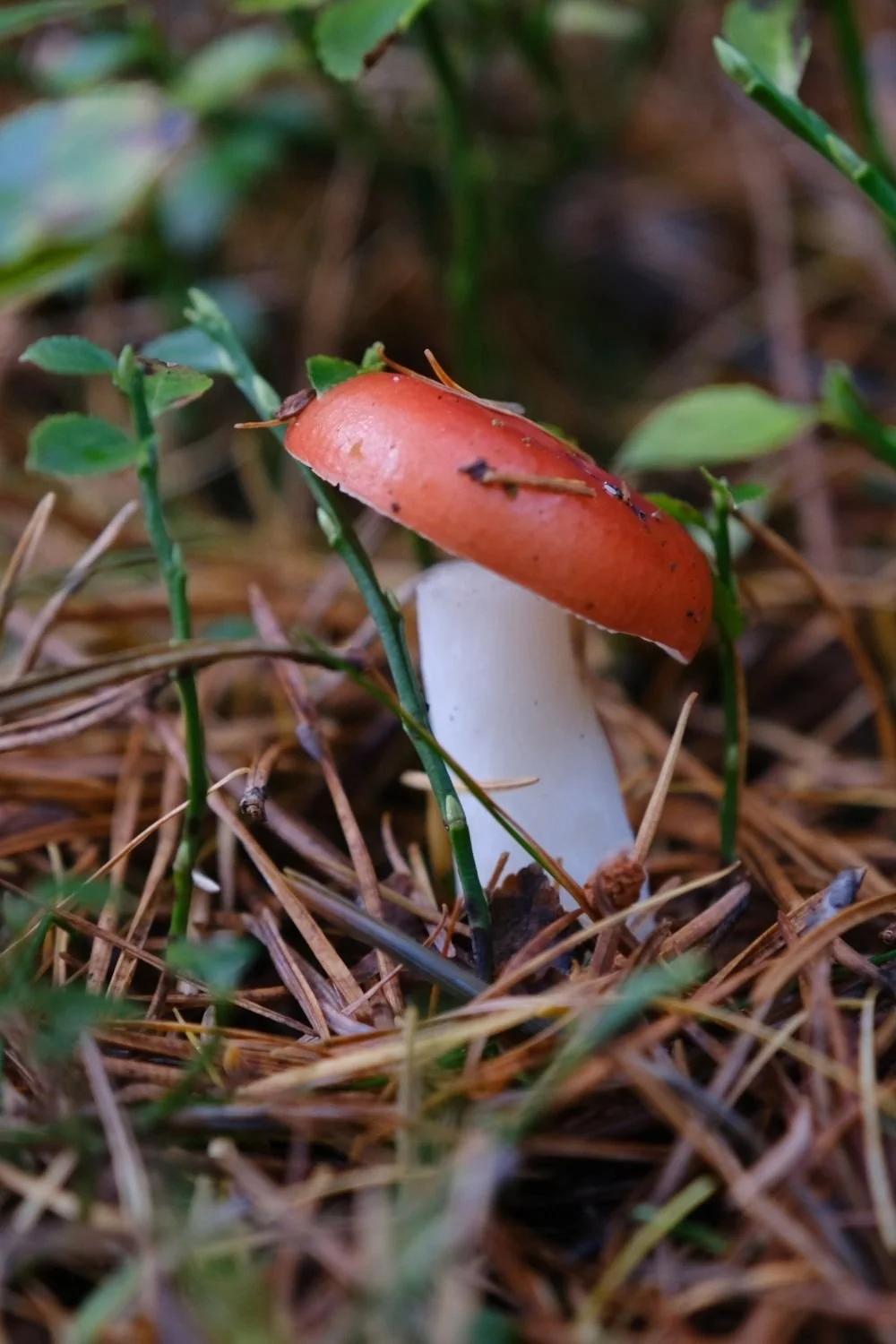 mushroom1.jpg