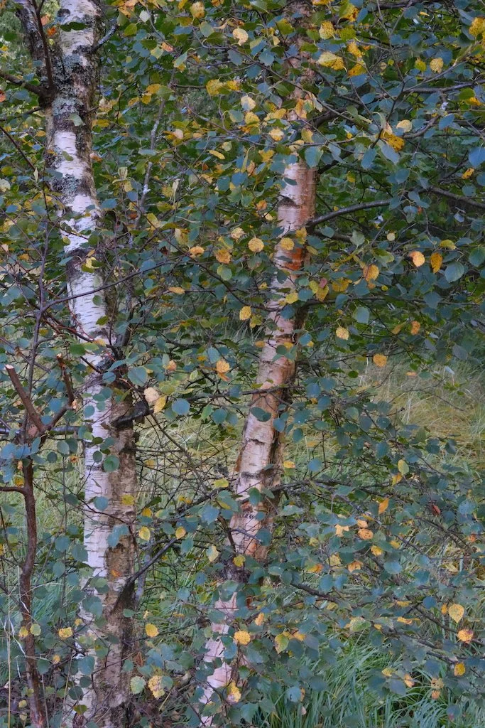 DSCF4295.JPG