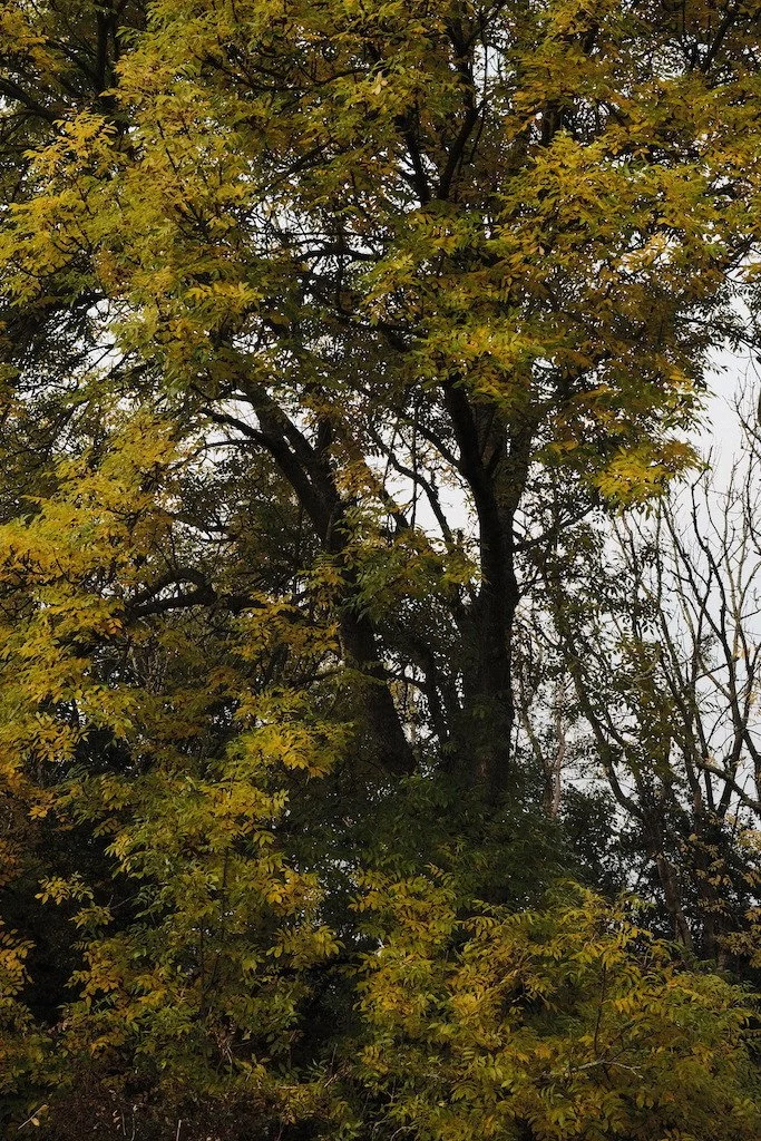 DSCF1373.JPG
