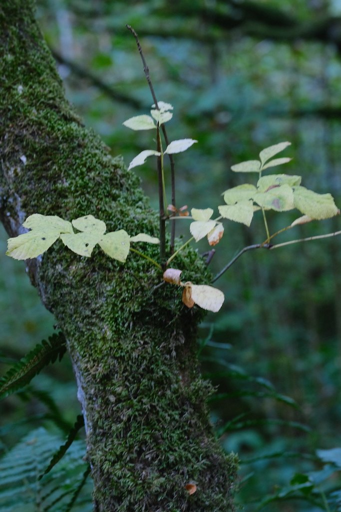 DSCF0873.JPG