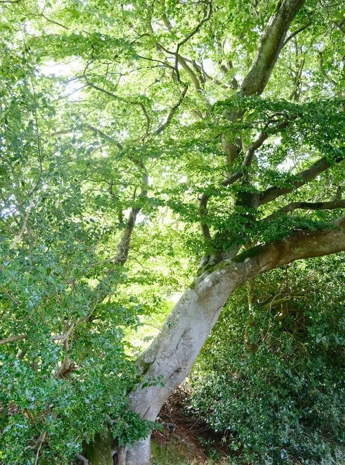 Meet a Tree : Tree of the Day | Donkleywoods | Kielder Forest #trees #saveourwoodland #supportourtrees #hugatree #lovetrees