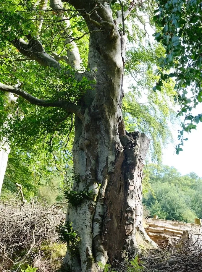 Meet a Tree | Tree of the Day | Donkleywoods | Kielder Forest #tree #saveourwoodland #hugatree #supportourtrees #lovetrees