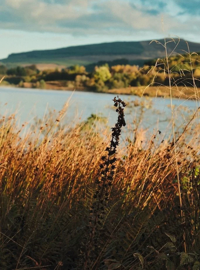 Bakethin Nature Reserve in October

A moment of pause to take time to re calibrate whats important and whats noise. 
#nature #meditation #pause #mindfulness