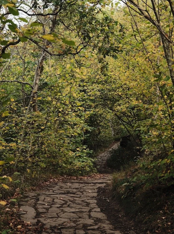 Hareshaw LInn in October

And now the dark opaqueness of dark greens of the forest path become lighter and brighter for a moment , step outside and witness this wonder of nature #nature #autumn #change #woodland