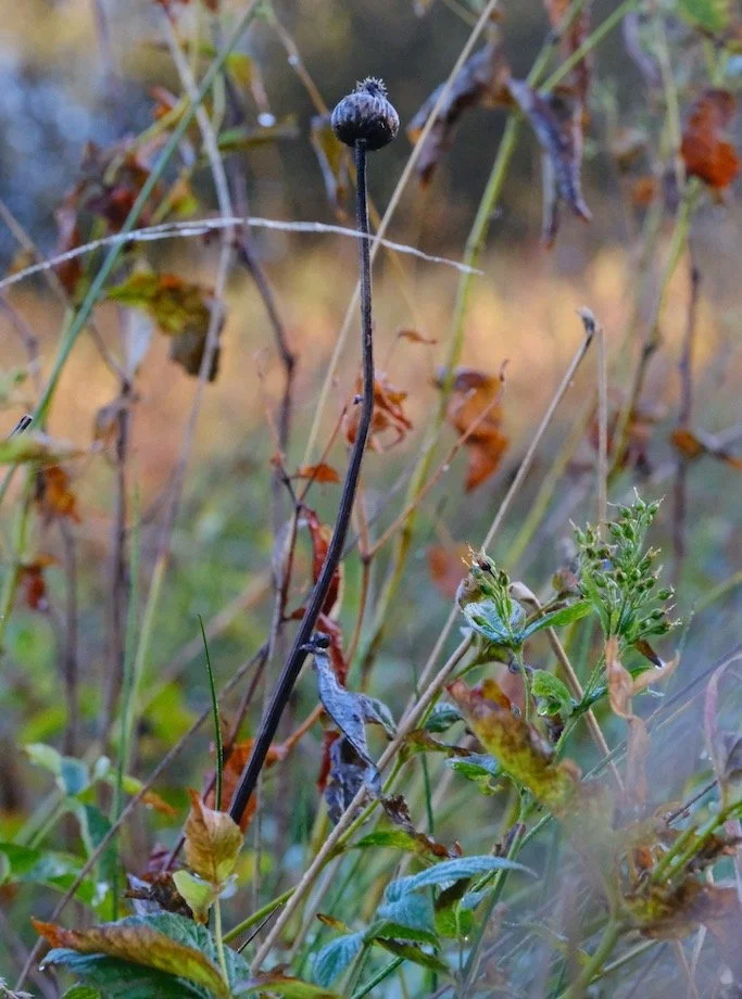 Bull Crag Peninsular in October

there is something exquisite about each moment of the transition into winter , something changed , something vanished , something remarkable 
#nature #autumn #wildflowers #kielderforest #northumberland