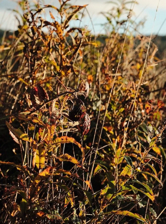 Bakethin Nature Reserve in October

Autumn is about the glow of colour which resonates within me , awakens my soul and reminds that life moments are transient. #nature #autumn #mindfulness #kielderforest