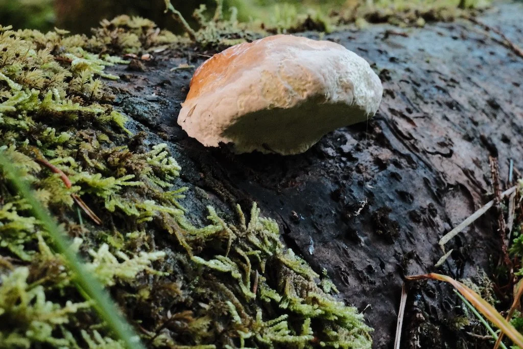 Bakethin Nature Reserve in October

A fallen tree , some moss and fungi ❤️
 #nature #fungi #autumn #woodland