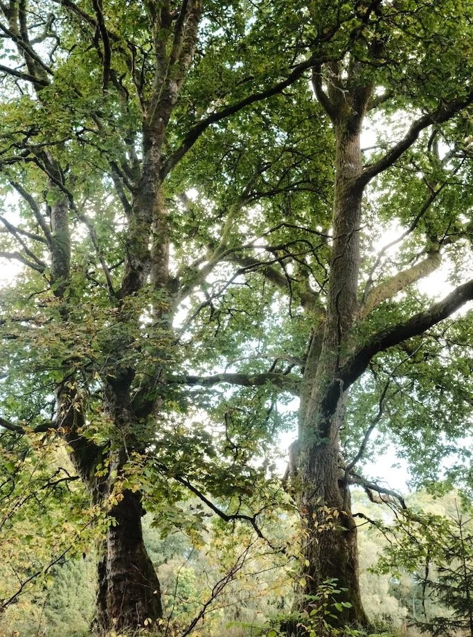 Meet a Tree | Tree of the Day | Donkleywoods | Kielder Forest 
 #tree #saveourwoodlands #supportourtrees #lovetrees #hugatree