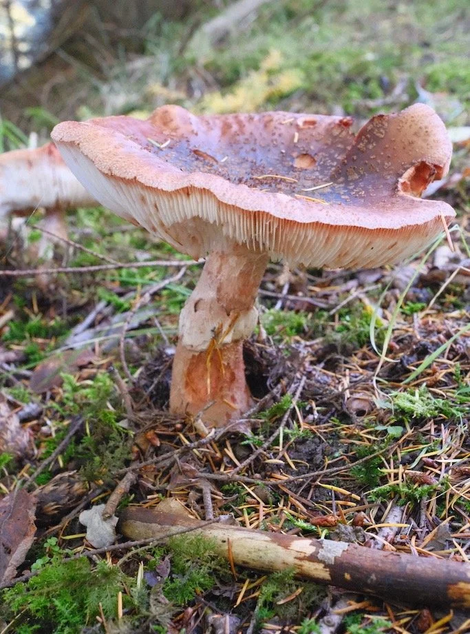 Bakethin Nature Reserve in October

More autumn colours 
#nature #autumn #fungi #naturescolours #kielderforest