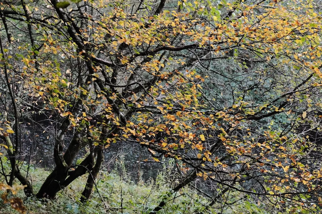 Bakethin Nature Reserve in October

Autumns colours #nature #autumn #naturescolours #kielderforest