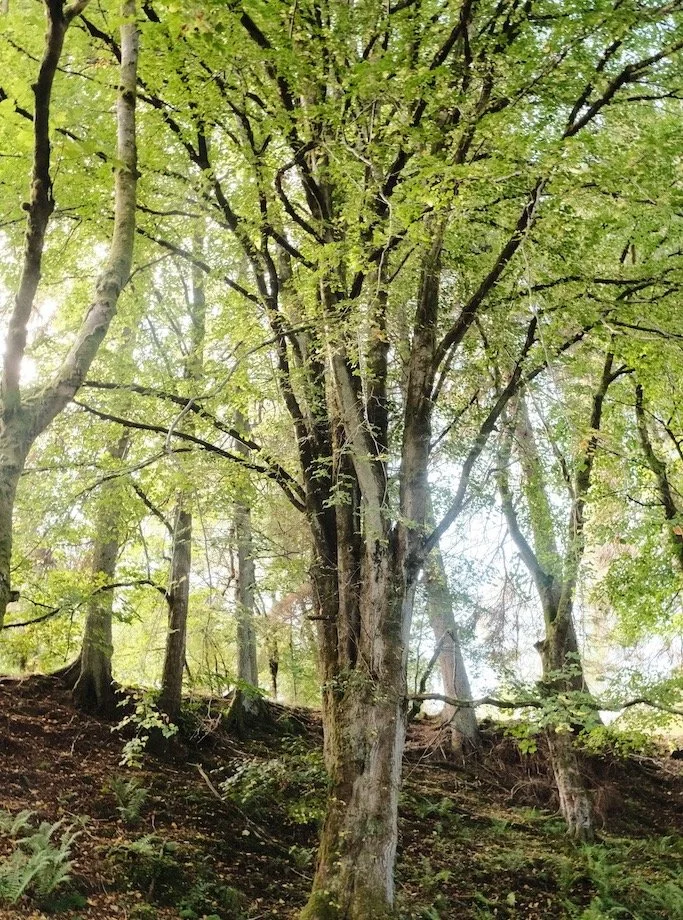 Meet a Tree | Tree of the day | Donkleywoods | Kielder Forest #tree #supportourtrees #saveourwoodland #hugatree #lovetrees #kielderforest #northumberland