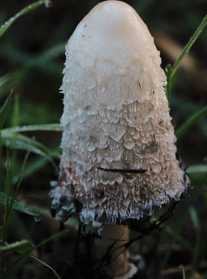 Bakethin Nature Reserve in October

Remove the stalks and place the remainder in a capped jar and it will turn into Ink ! #nature #mushrooms #autumn #wildcraft #kielderforest