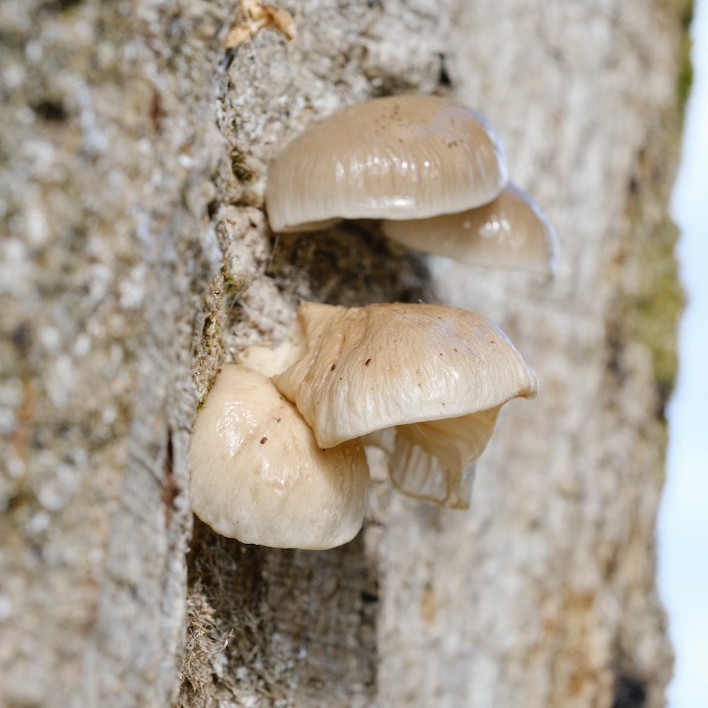 Bull Crag Peninsular in October

Fungi on a tree #nature #fungi #autumn