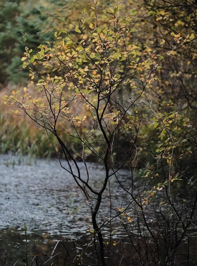 Bakethin Nature Reserve in October

Meanwhile at the nature pond autumn is slowly turning into winter #nature #naturepond #kielderforest #autumn