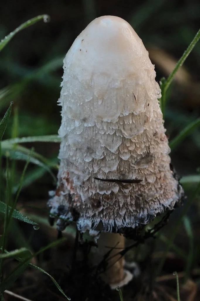 DSCF1337.JPG